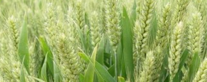 小麦种子价格及种植方法，附小麦的播种方法