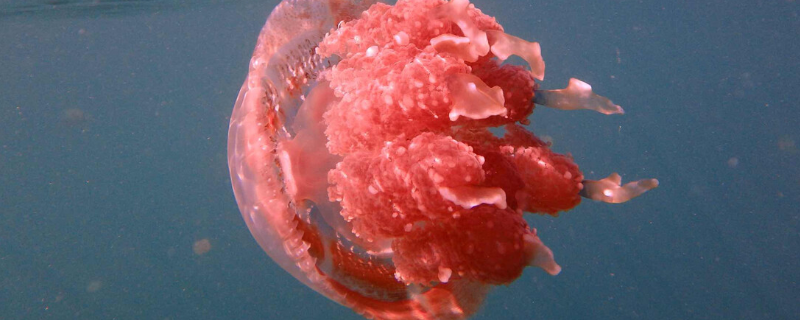 巨型深红水母有毒吗？附最毒的水母及水母种类