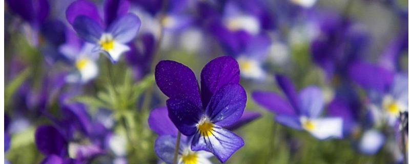 适合在冬季养在卧室的花，紫罗兰可以改善睡眠状况