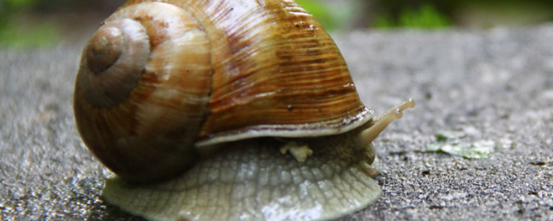 如何防治蜗牛病 ，蜗牛病产生的原因