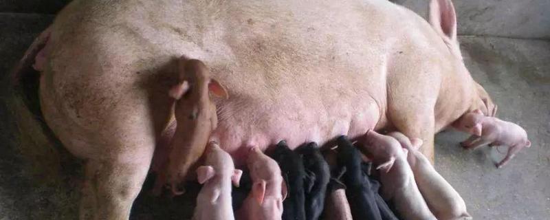 如何促进母猪发情排卵？人工催情措施有哪些