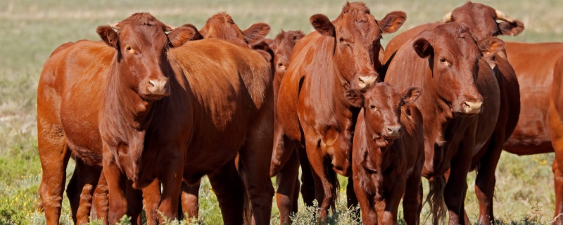 肉牛人工配种技术及注意事项，肉牛最佳配种年龄