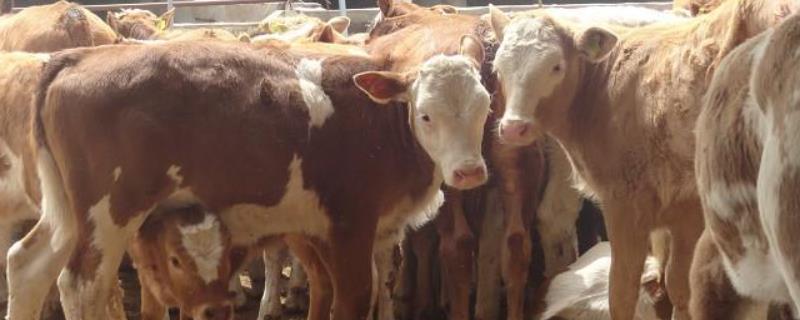养20头肉牛投资多少钱？如何降低肉牛养殖成本 