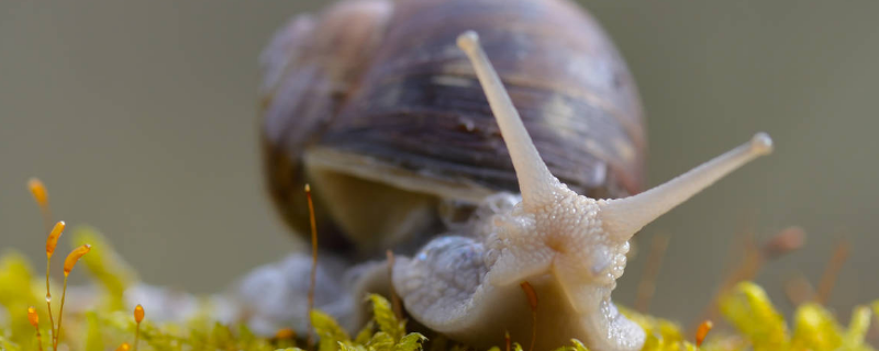 蜗牛养殖的常用方法有哪些，附详细介绍