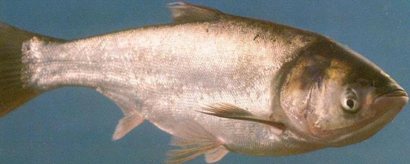 白鲢鱼高效养殖技术，白鲢鱼的疾病防治