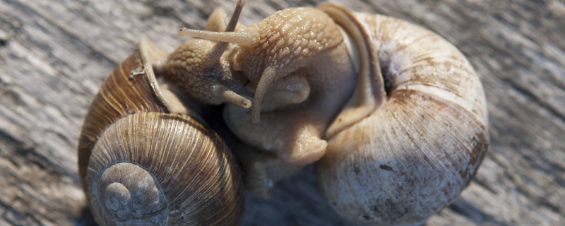 蜗牛养殖的饲养条件，附详细介绍