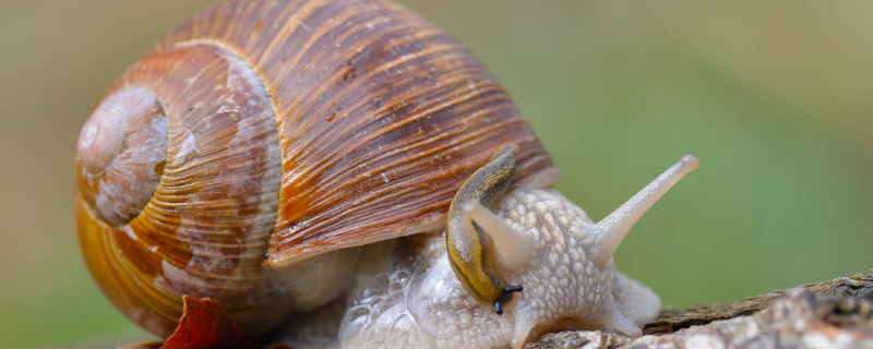 蜗牛常见病有哪些，附防治方法