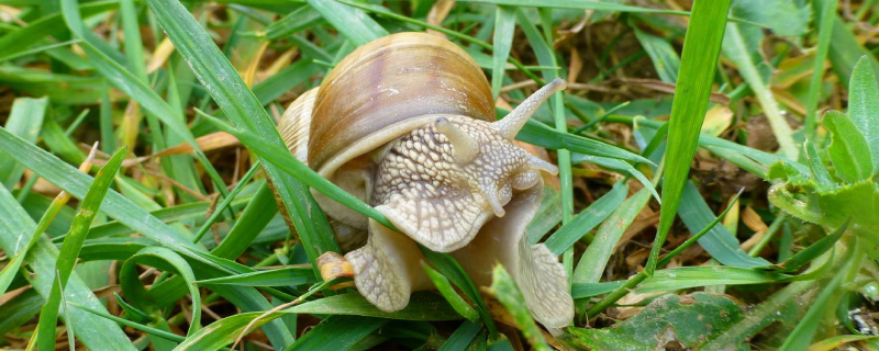 白玉蜗牛“三高”养殖新技术有哪些，附详细介绍