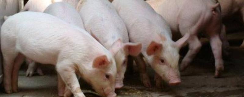 如何降低猪的饲养成本，如何选择猪饲料