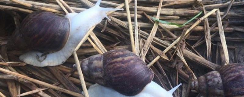 白玉蜗牛的饲养管理技术，附越冬管理