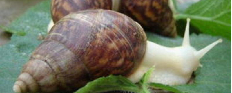 白玉蜗牛的野外养殖技术，附养殖条件