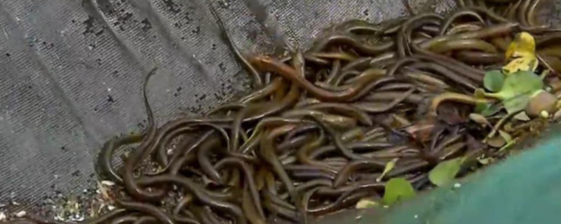 黄鳝养殖池中蚂蟥处理方法，及预防方法