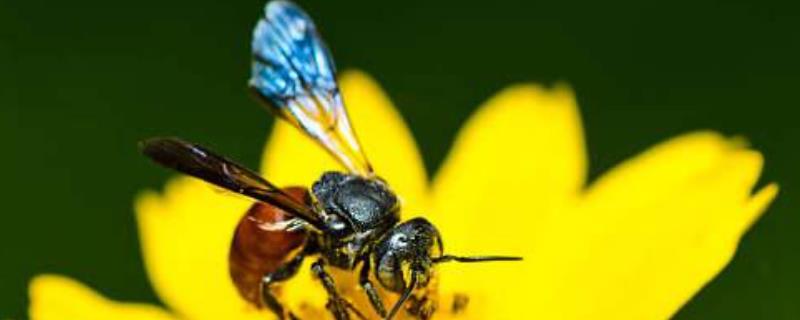 中蜂雄蜂饲养管理，注意三四月份开始分蜂