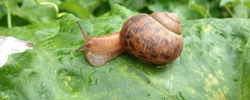 散大蜗牛的养殖技术，散大蜗牛的温度如何控制