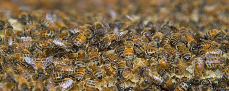 野生蜂群的诱捕技术，如何寻找蜂群