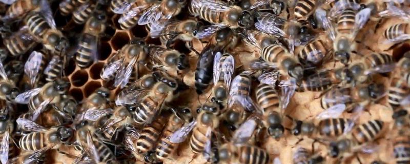 蜜蜂蜂群春季管理方案，如何促蜂排泄