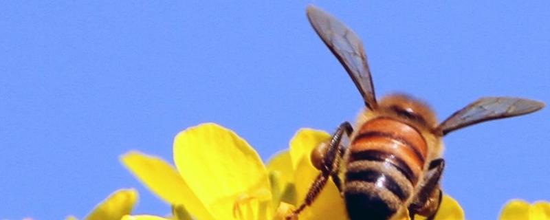 蜜蜂养殖场消毒方法，附物理消毒方法注意事项