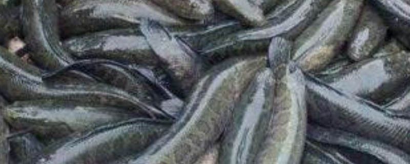 黑鱼种苗价格及养殖方法，附黑鱼的人工繁殖