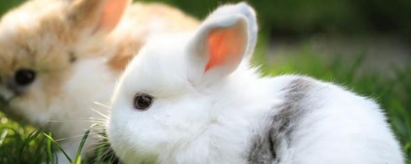 兔子的寿命有多长？兔子怎么分公母