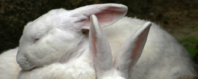 兔子怎么分公母？不同阶段区分方法不同