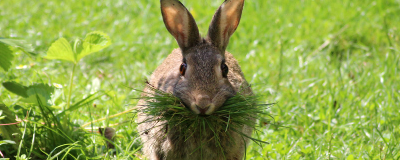野兔和家兔有什么区别？从五个方面区分