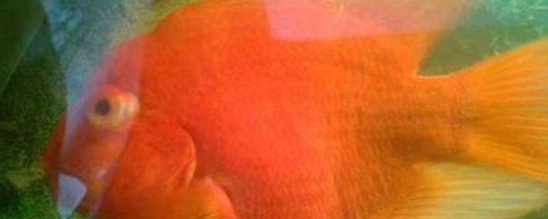 鹦鹉鱼眼睛凸出来是什么病？附鹦鹉鱼眼睛凸出的原因及症状