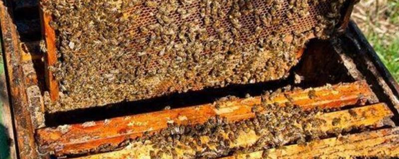 春天蜜蜂的繁殖技术，注意这4个方面