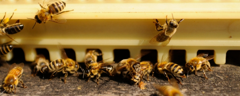 怎样招蜜蜂方法最快？野生蜜蜂的诱捕方法