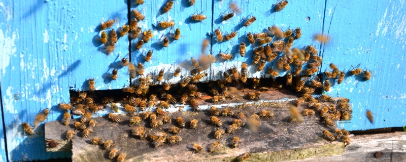 蜜蜂怎么养繁殖才快？蜜蜂如何能快速分蜂