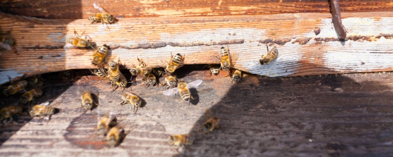 蜜蜂为什么不会迷路？蜜蜂为什么要酿蜜