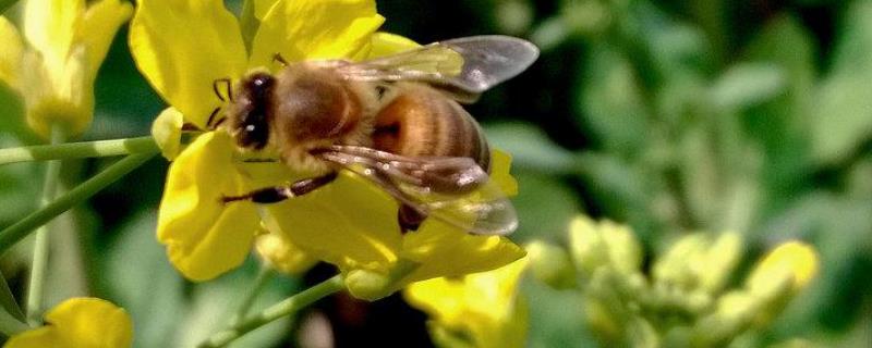 如何使蜜蜂抗夏衰，注意这六个方面