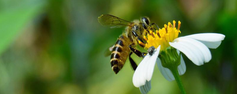 怎样养蜜蜂才不跑？蜜蜂如何快速繁殖