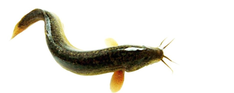 泥鳅的亲本选择和培育技术，亲鳅来源与要求