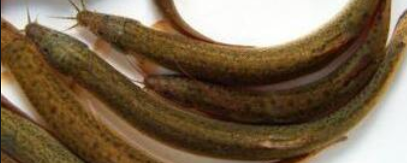 泥鳅养殖的常见养殖模式，主要有四种