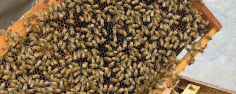 蜜蜂自然分蜂控制技术，预防和消除分蜂热
