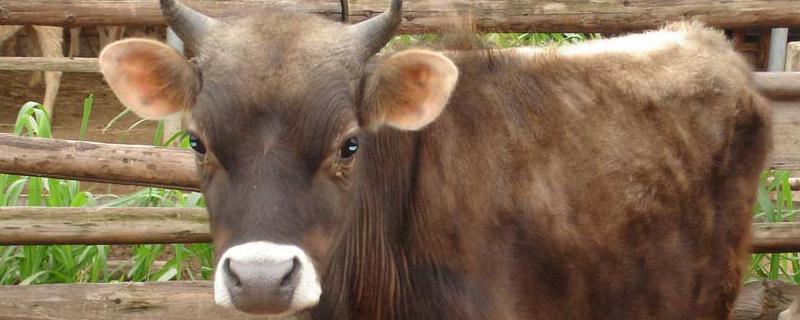 牛患胃肠炎中药治疗方法，附病因