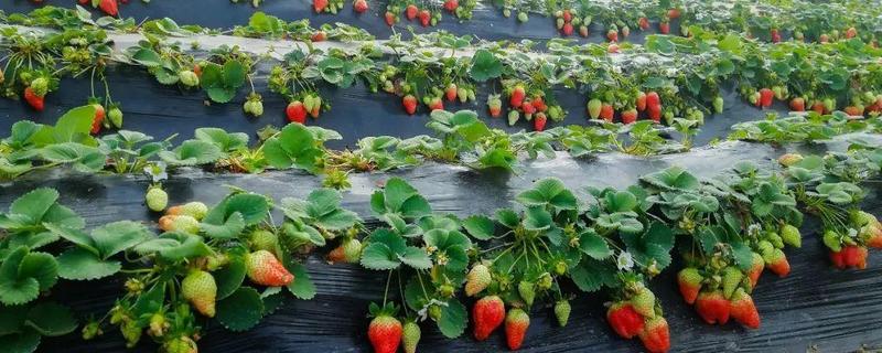 大棚草莓怎样种植？注意及时防治病虫害