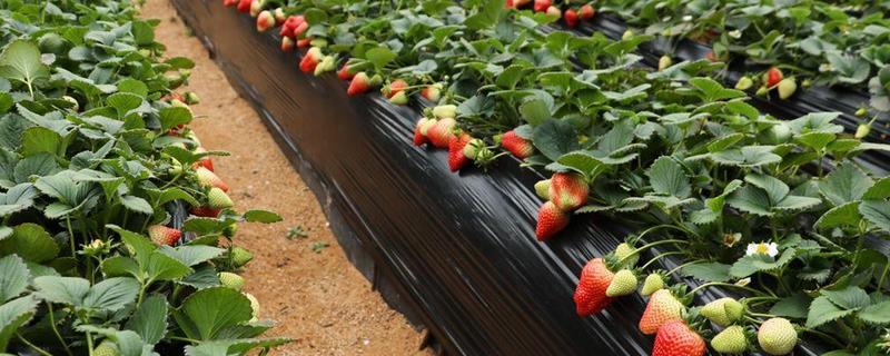草莓无土栽培技术，附栽培基质
