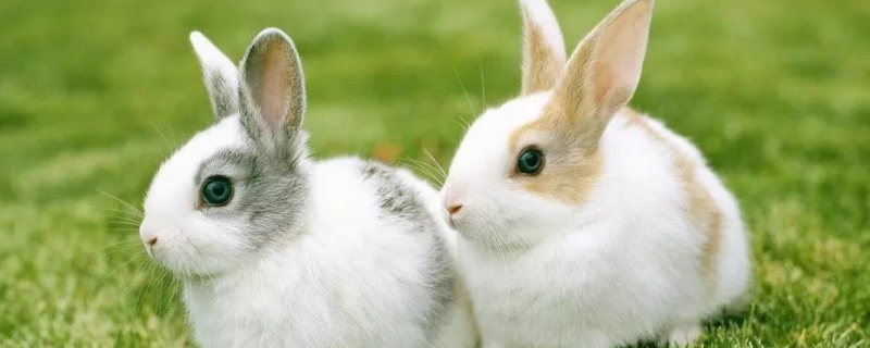 獭兔和家兔的习性区别，主要有三个方面