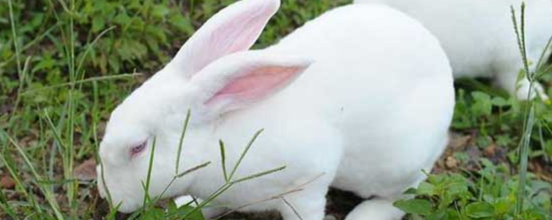 獭兔小兔早断奶管理技术，附酶制剂的补充及微生态制剂的使用