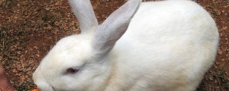 兔子初次养殖的注意事项，主要有四个方面