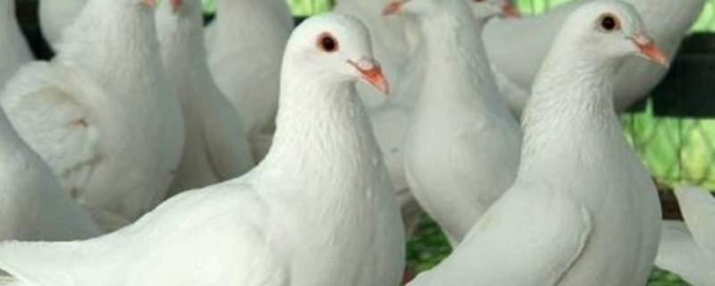 肉鸽常见疾病防治技术，主要有以下几种
