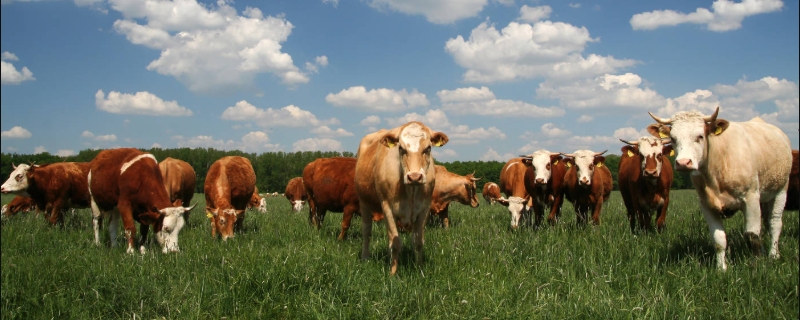 肉牛常见疾病防治方法，肉牛常见疾病分类