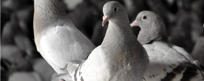 肉鸽养殖管理的基本知识，从雏鸽、青年鸽、种鸽三个方面来叙述