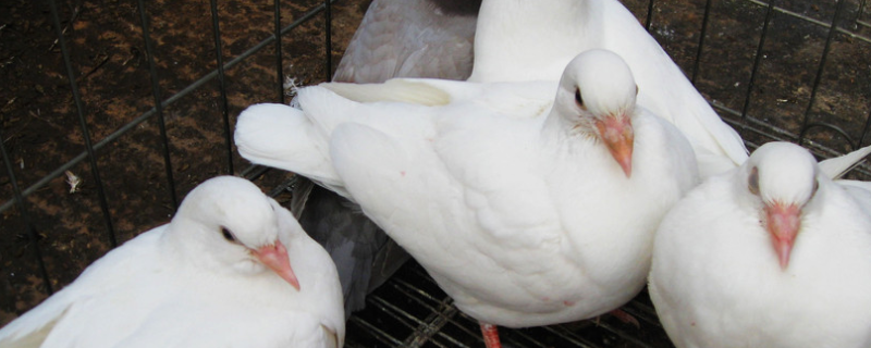 提高肉鸽繁殖率的方法，注意饲养管理