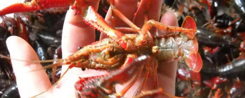 小龙虾的饲喂技术，饵料、投喂地点、方法的选择