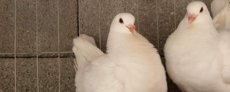 养殖肉鸽的孵化技术，附人工孵化优点