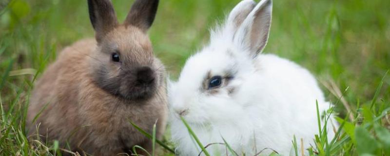 如何观察兔粪治兔病？附详细的症状表现和治疗方法