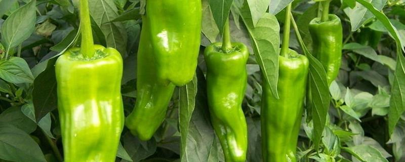 辣椒种植效益影响因素，选择辣椒种子应尽量选择杂交品种