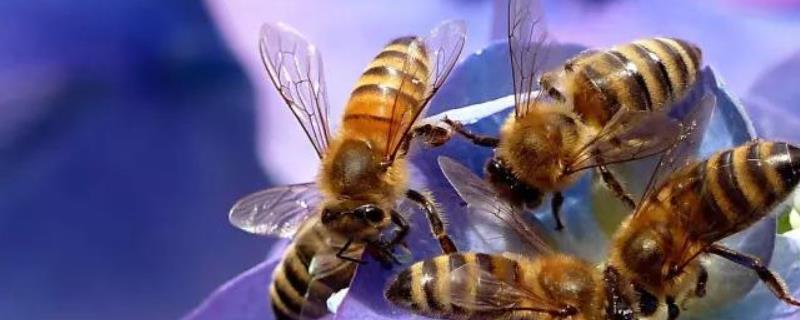 土蜂蜜一年能取几次蜜，附取蜜时间